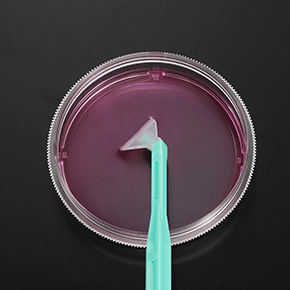 可旋式細(xì)胞刮刀,細(xì)胞收獲,細(xì)胞刮刀,Cell Scrapers